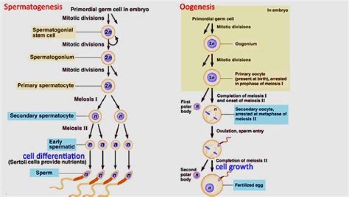 Difference between spermatogenesis and oogenesis