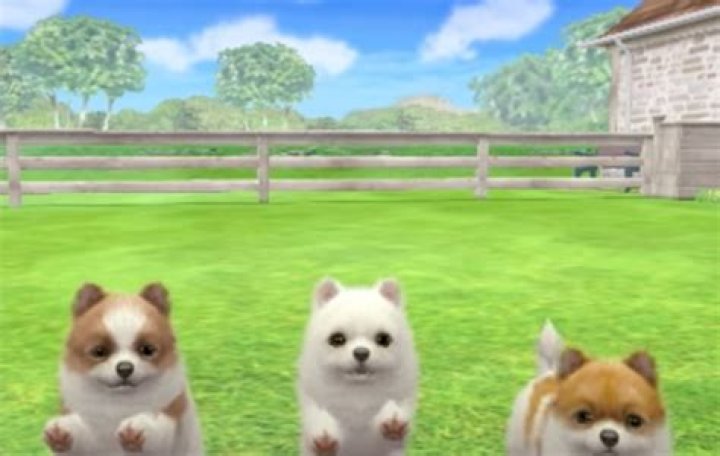How do you get money fast on nintendogs cats