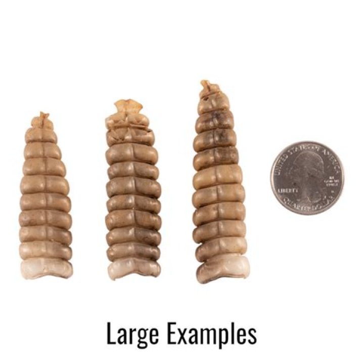 How to preserve a rattlesnake rattle
