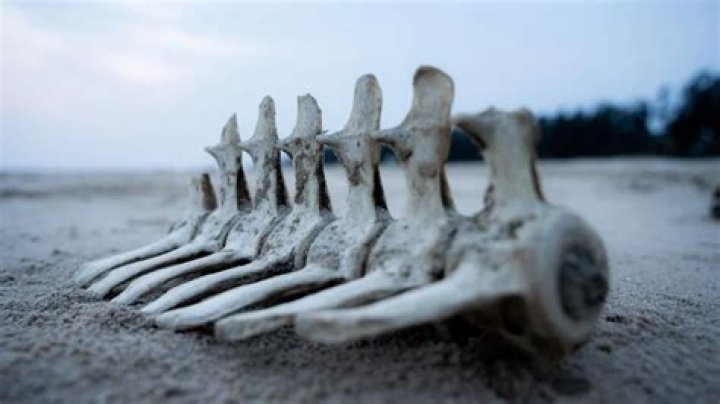 How to preserve animal bones