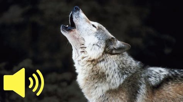 How to spell a wolf howl