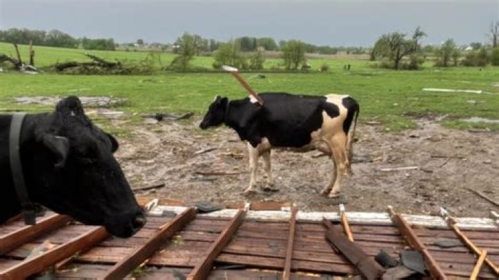 Reactions As Residents Butcher And Share A Dead Cow After One Week Of It’s Death