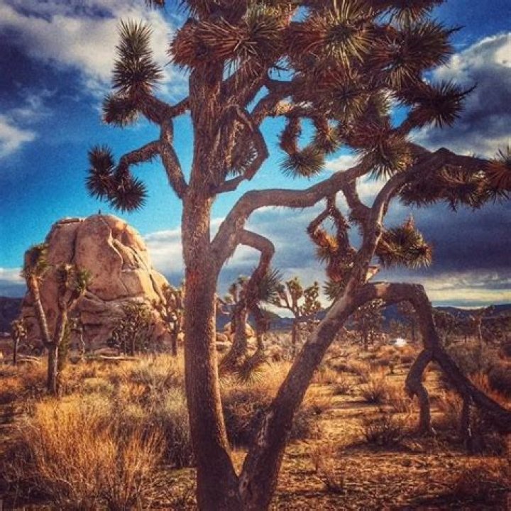 Trammell Evans Missing Update: is He Found Yet? Joshua Tree National Park Rangers Seek Help!