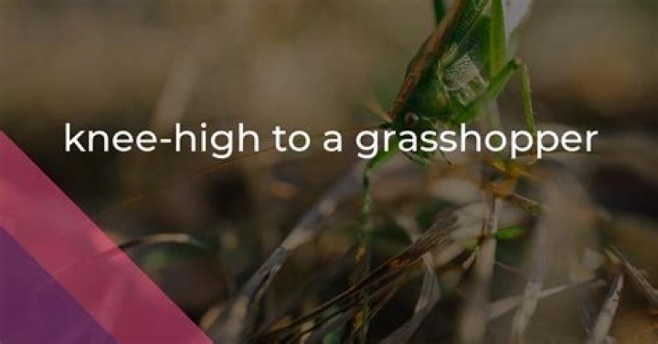 What does knee high to a grasshopper mean