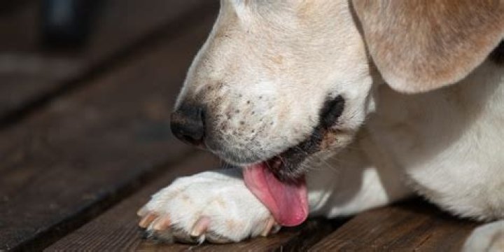 What happens if a dog licks ad ointment
