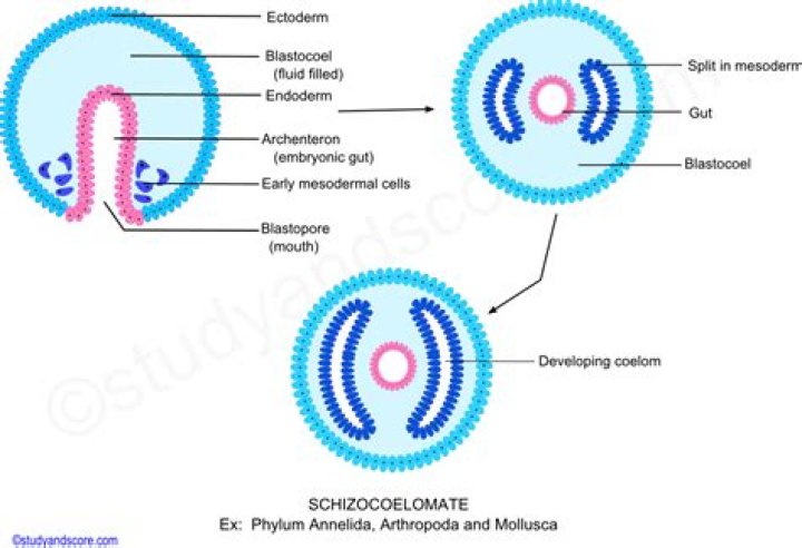 What is schizocoelomates