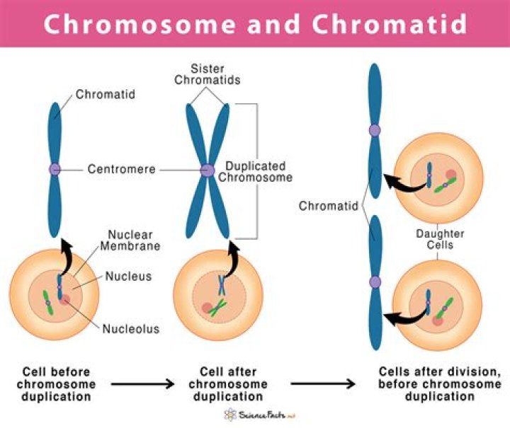 What is the Difference Between Chromatin and Chromosome